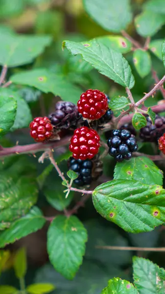 Tiro Perto Amoras Maduras Penduradas Num Arbusto Estas Frutas Deliciosas — Fotografia de Stock