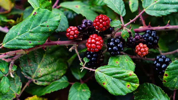 一张挂在荆棘丛上的成熟黑莓特写照片 这些醇厚的果实不仅好吃 而且代表森林的野性美 — 图库照片