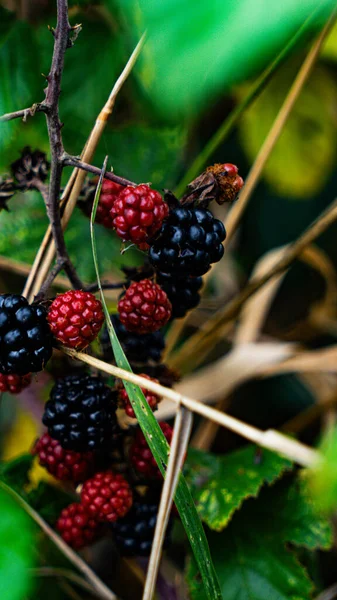 Împușcătură Mure Coapte Atârnate Tufiș Bramble Aceste Fructe Delicioase Sunt — Fotografie, imagine de stoc