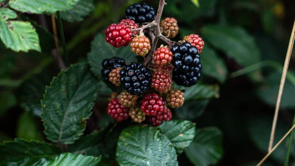 Tiro Perto Amoras Maduras Penduradas Num Arbusto Estas Frutas Deliciosas — Fotografia de Stock