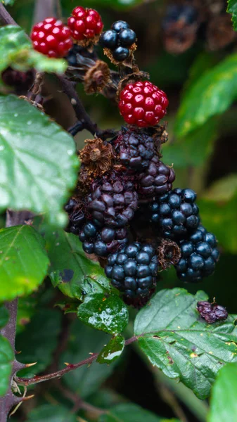 Primer Plano Moras Maduras Colgando Arbusto Zarza Estas Deliciosas Frutas —  Fotos de Stock