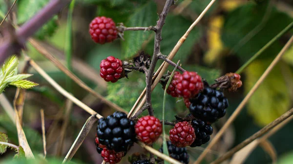 一张挂在荆棘丛上的成熟黑莓特写照片 这些醇厚的果实不仅好吃 而且代表森林的野性美 — 图库照片