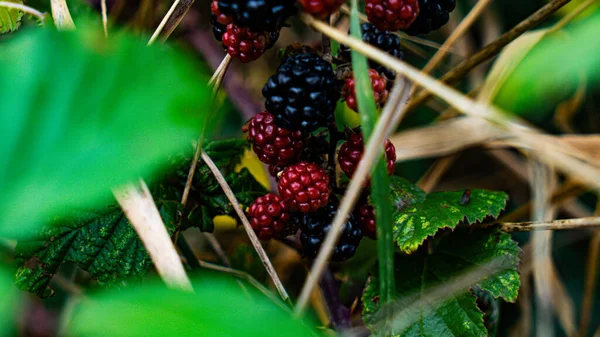 ブランブルの茂みにぶら下がる熟したブラックベリーのクローズアップショット これらの美味しい果物は 美味しいだけでなく 森の野生の美しさを表しています — ストック写真
