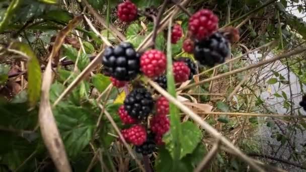 Tiro Perto Amoras Maduras Penduradas Num Arbusto Estas Frutas Deliciosas — Vídeo de Stock