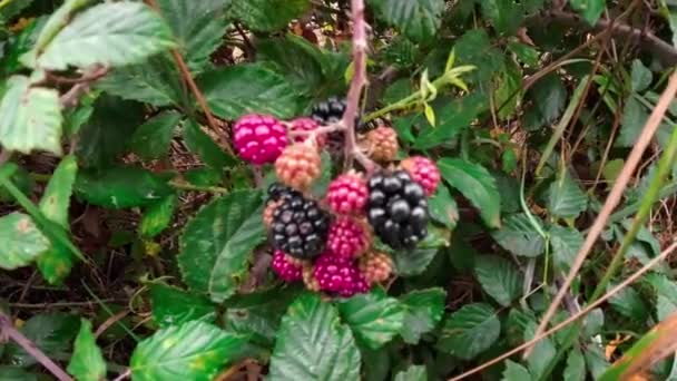 Closeup Shot Ripe Blackberries Hanging Bramble Bush Luscious Fruits Only — Stock Video