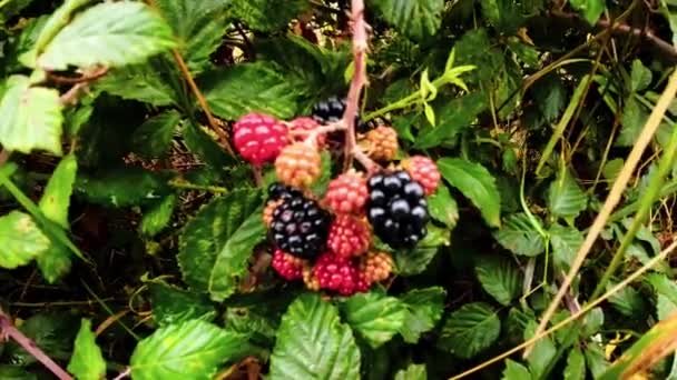 一张挂在荆棘丛上的成熟黑莓特写照片 这些醇厚的果实不仅好吃 而且代表森林的野性美 — 图库视频影像