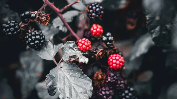 Primer Plano Moras Maduras Colgando Arbusto Zarza Estas Deliciosas Frutas — Foto de Stock