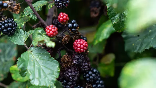Tiro Perto Amoras Maduras Penduradas Num Arbusto Estas Frutas Deliciosas — Fotografia de Stock
