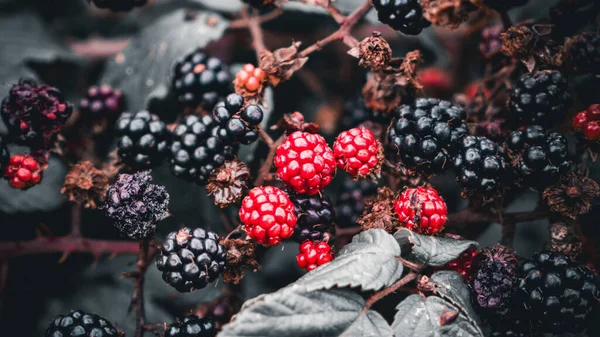 Closeup Shot Ripe Blackberries Hanging Bramble Bush Luscious Fruits Only — Stock Photo, Image