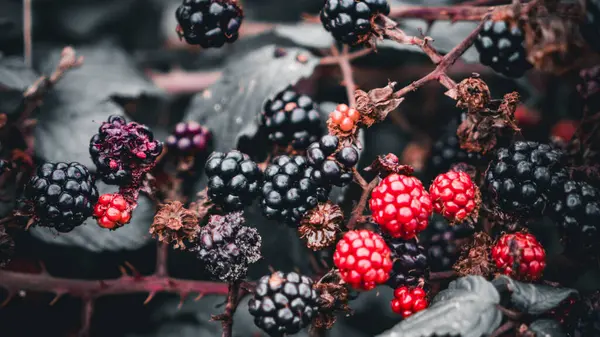 ブランブルの茂みにぶら下がる熟したブラックベリーのクローズアップショット これらの美味しい果物は 美味しいだけでなく 森の野生の美しさを表しています — ストック写真