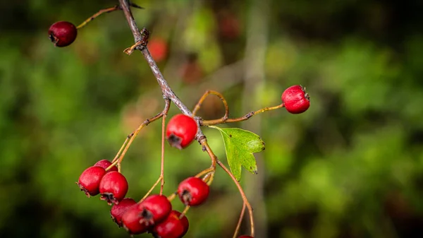 Eine Detaillierte Makroaufnahme Die Die Leuchtenden Roten Weißdornbeeren Ihrer Herbstlichen — Stockfoto