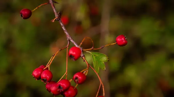 Eine Detaillierte Makroaufnahme Die Die Leuchtenden Roten Weißdornbeeren Ihrer Herbstlichen — Stockfoto