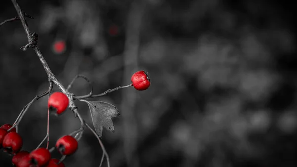 Detailní Makro Záběr Zachycující Zářivé Červené Hlohu Bobule Jejich Podzimní — Stock fotografie