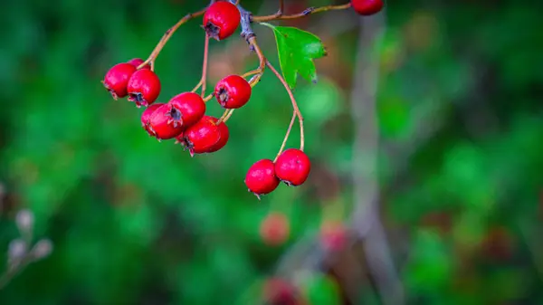 一个详细的宏观镜头捕捉到了五彩缤纷的红色山楂浆果在其秋天的辉煌 这些成熟的浆果不但漂亮 而且有药用价值 — 图库照片