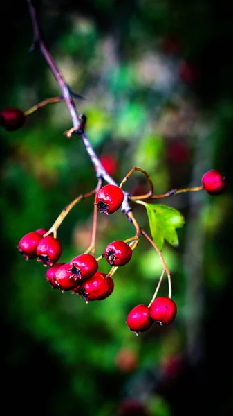 Detailed Macro Shot Capturing Vibrant Red Hawthorn Berries Autumn Splendor — Stock Photo, Image