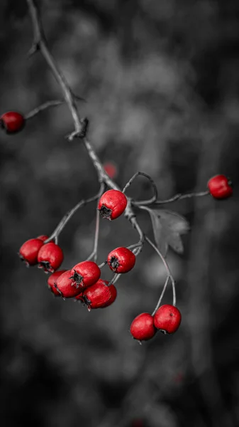 Detailní Makro Záběr Zachycující Zářivé Červené Hlohu Bobule Jejich Podzimní — Stock fotografie