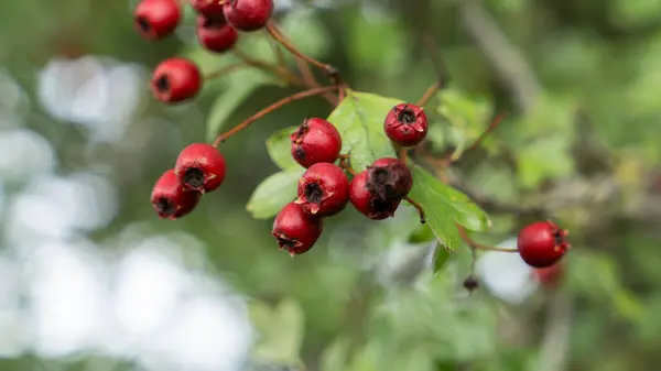 一个详细的宏观镜头捕捉到了五彩缤纷的红色山楂浆果在其秋天的辉煌 这些成熟的浆果不但漂亮 而且有药用价值 — 图库照片