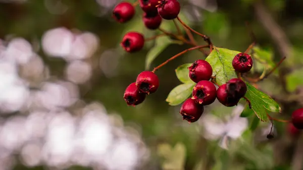 Een Gedetailleerde Macro Opname Vangt Levendige Rode Meidoornbessen Hun Herfstpracht — Stockfoto