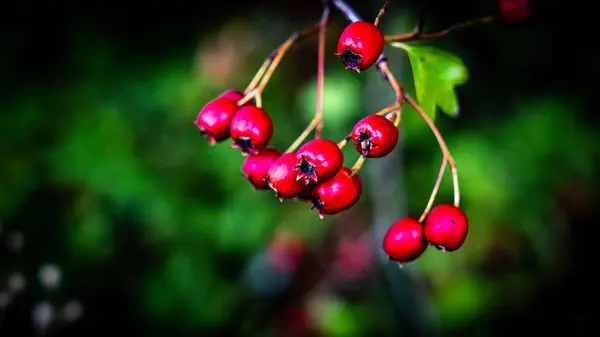 Plan Macro Détaillé Capturant Les Baies Aubépine Rouge Vibrantes Dans — Photo