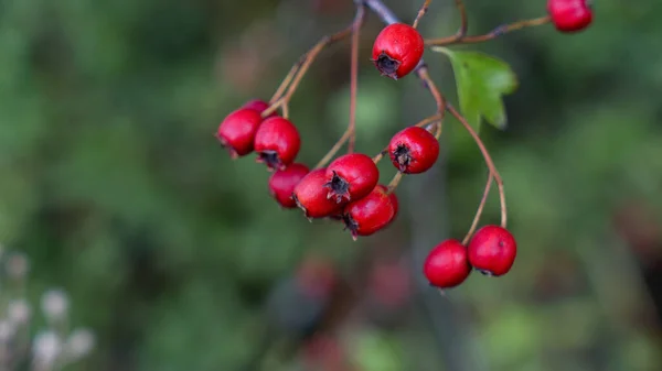 Detaylı Bir Makro Çekim Canlı Kırmızı Şahin Çileklerini Sonbahar Ihtişamında — Stok fotoğraf