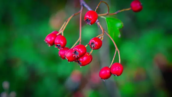 彼らの秋の素晴らしさで活気に満ちた赤いタホーンベリーを撮影した詳細なマクロショット これらの熟した果実は美しいだけでなく 薬効があります — ストック写真