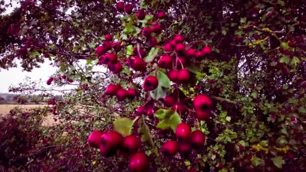 彼らの秋の素晴らしさで活気に満ちた赤いタホーンベリーを撮影した詳細なマクロショット これらの熟した果実は美しいだけでなく 薬効があります — ストック動画