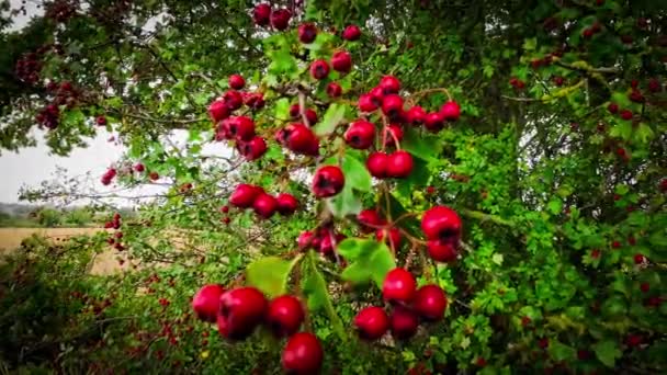 Eine Detaillierte Makroaufnahme Die Die Leuchtenden Roten Weißdornbeeren Ihrer Herbstlichen — Stockvideo