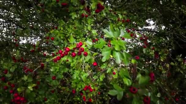 Детальний Макрознімок Захоплює Яскраві Ягоди Червоного Глоду Осінній Пишності Стиглі — стокове відео