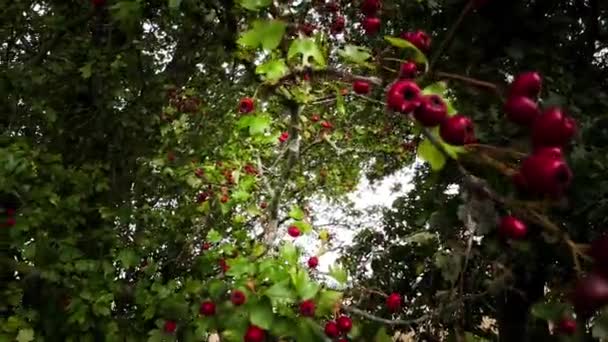 Plan Macro Détaillé Capturant Les Baies Aubépine Rouge Vibrantes Dans — Video