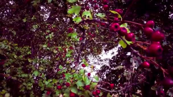 一个详细的宏观镜头捕捉到了五彩缤纷的红色山楂浆果在其秋天的辉煌 这些成熟的浆果不但漂亮 而且有药用价值 — 图库视频影像