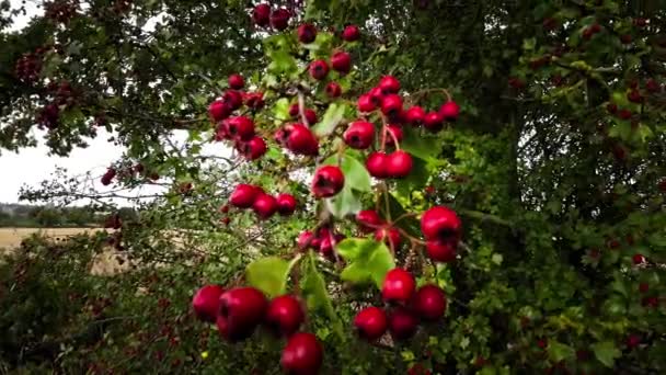 彼らの秋の素晴らしさで活気に満ちた赤いタホーンベリーを撮影した詳細なマクロショット これらの熟した果実は美しいだけでなく 薬効があります — ストック動画