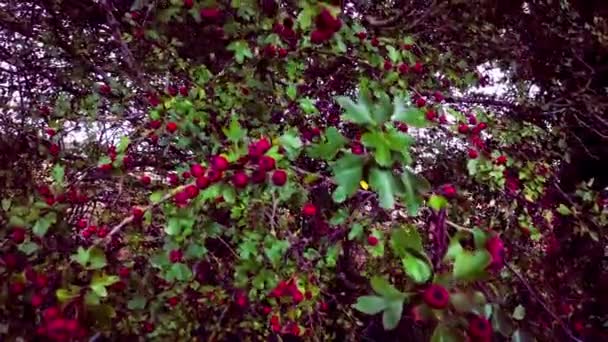 Ett Detaljerat Makro Skott Fångar Pulserande Röda Hagtorn Bären Sin — Stockvideo
