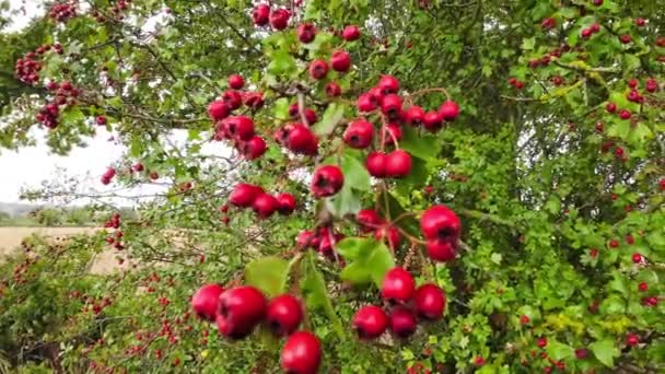 一个详细的宏观镜头捕捉到了五彩缤纷的红色山楂浆果在其秋天的辉煌 这些成熟的浆果不但漂亮 而且有药用价值 — 图库视频影像