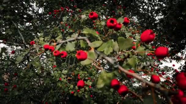 แมคโครช อตท รายละเอ ยดจ บผลเบอร Hawthorn แดงสดใสในความงดงามของฤด ใบไม ผลเบอร กเหล — วีดีโอสต็อก