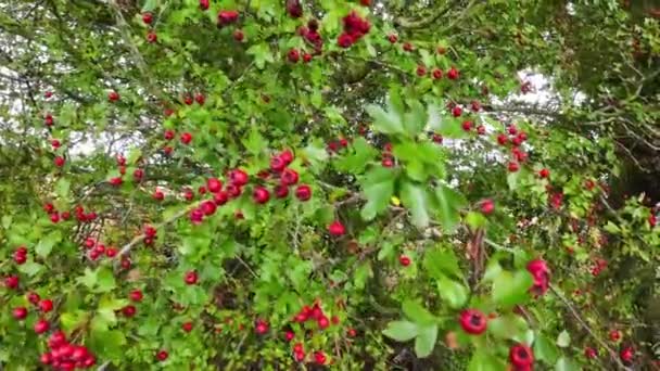 แมคโครช อตท รายละเอ ยดจ บผลเบอร Hawthorn แดงสดใสในความงดงามของฤด ใบไม ผลเบอร กเหล — วีดีโอสต็อก