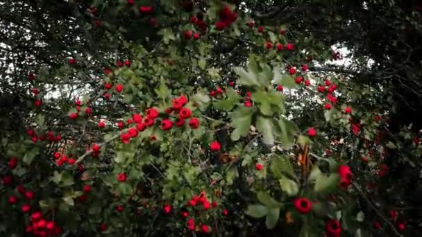 Детальний Макрознімок Захоплює Яскраві Ягоди Червоного Глоду Осінній Пишності Стиглі — стокове відео