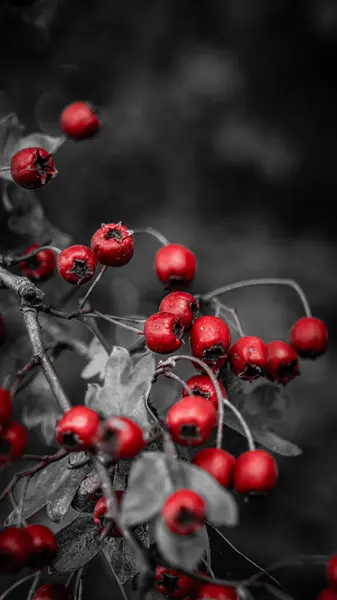 Детальный Макроснимок Отражающий Яркие Красные Ягоды Боярышника Осеннем Блеске Спелые — стоковое фото