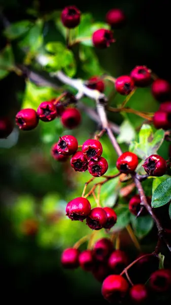 그들의 화려함에 활기찬 열매를 자세한 매크로 열매는 아름다울뿐만 아니라 의약품 — 스톡 사진