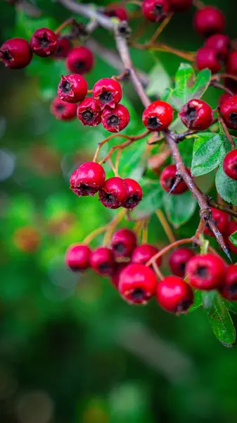 Detailní Makro Záběr Zachycující Zářivé Červené Hlohu Bobule Jejich Podzimní — Stock fotografie