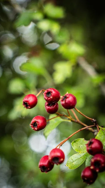 彼らの秋の素晴らしさで活気に満ちた赤いタホーンベリーを撮影した詳細なマクロショット これらの熟した果実は美しいだけでなく 薬効があります — ストック写真