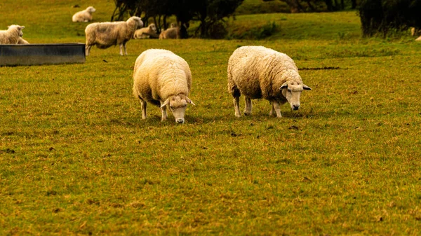 Malerischen Blick Auf Eine Herde Von Wolligen Schafen Über Eine — Stockfoto
