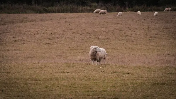 一群群散落在一个风景如画的乡村农场里的羊群的风景 这张照片展示了自然与农业之间的和谐 — 图库照片