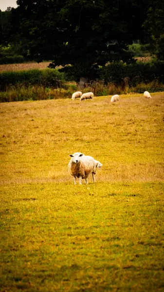 Resmedilmeye Değer Kırsal Bir Çiftliğe Dağılmış Yünlü Koyun Sürüsünün Manzarası — Stok fotoğraf