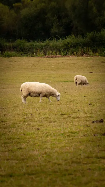 Vista Panoramica Gregge Pecore Lanose Sparse Una Pittoresca Fattoria Campagna — Foto Stock