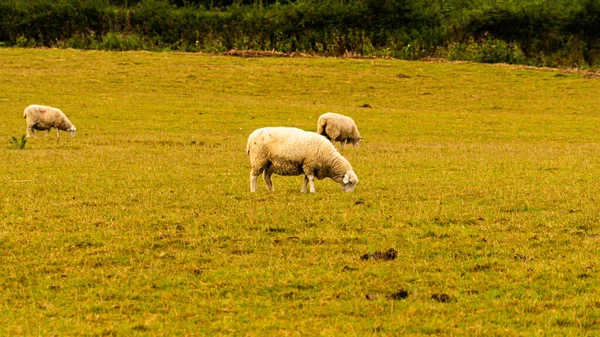 Γραφική Θέα Ενός Κοπαδιού Μαλλιαρά Πρόβατα Διάσπαρτα Ένα Γραφικό Αγρόκτημα — Φωτογραφία Αρχείου