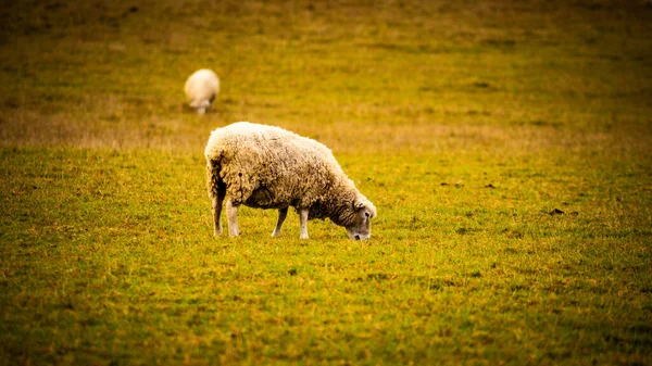 Resmedilmeye Değer Kırsal Bir Çiftliğe Dağılmış Yünlü Koyun Sürüsünün Manzarası — Stok fotoğraf