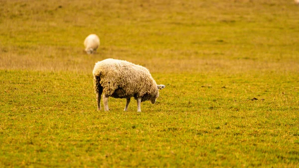 一群群散落在一个风景如画的乡村农场里的羊群的风景 这张照片展示了自然与农业之间的和谐 — 图库照片