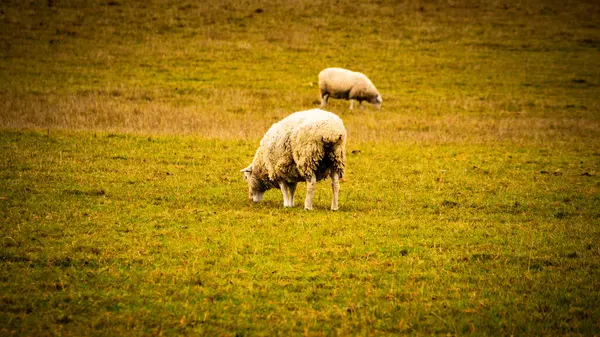 Vista Panoramica Gregge Pecore Lanose Sparse Una Pittoresca Fattoria Campagna — Foto Stock