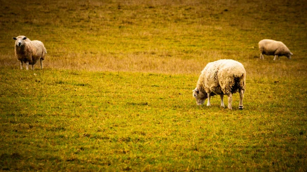 Malerischen Blick Auf Eine Herde Von Wolligen Schafen Über Eine — Stockfoto