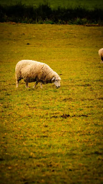 Malowniczy Widok Stado Owiec Wełnianych Rozrzuconych Malowniczym Wiejskim Gospodarstwie Ten — Zdjęcie stockowe